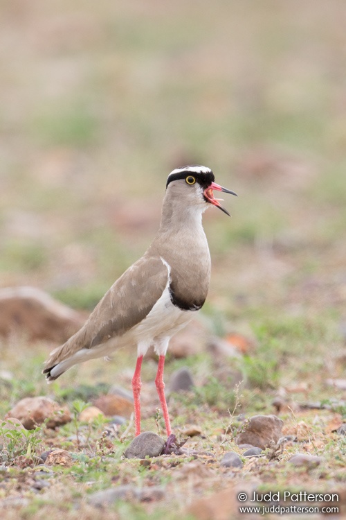 Crowned Lapwing, South Africa
