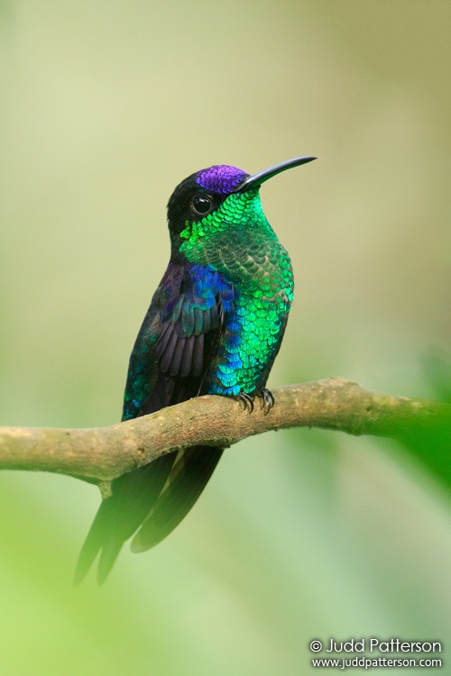 Crowned Woodnymph, Pico Bonito Lodge, Honduras