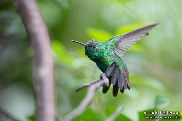 Cuban Emerald, Rand Nature Center, Grand Bahama, Bahamas