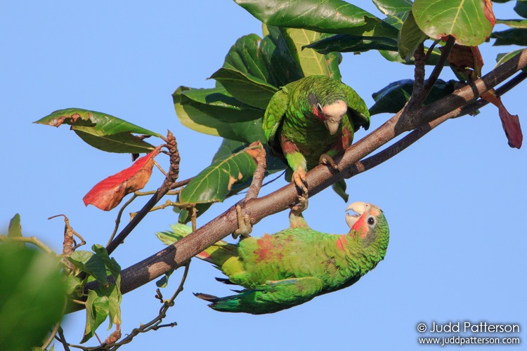 Cuban Parrot, Grand Cayman, Cayman Islands