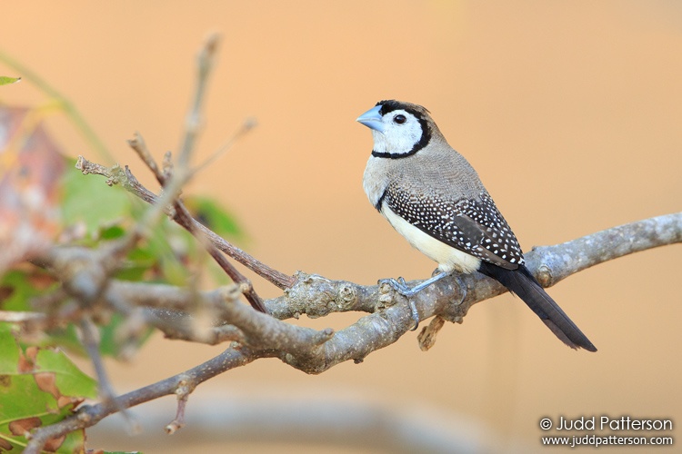 Double-barred Finch, East Point Preserve, Northern Territory, Australia