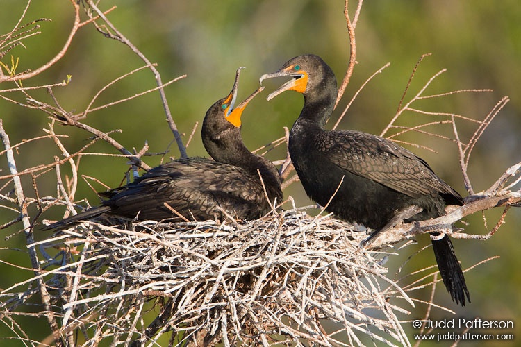 Double-crested Cormorant, Wakodahatchee Wetlands, Florida, United States