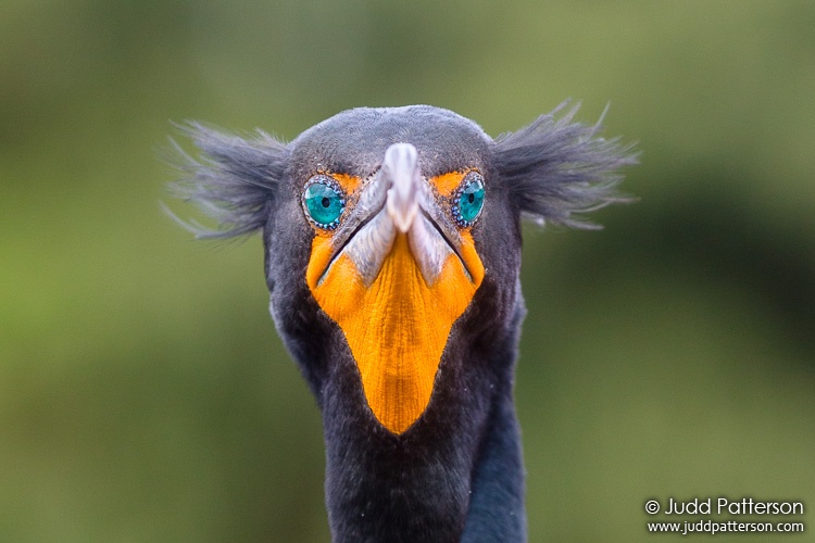 , Wakodahatchee Wetlands, Palm Beach County, Florida, United States