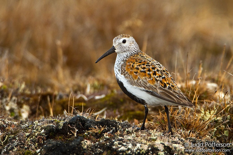 Dunlin, Barrow, Alaska, United States