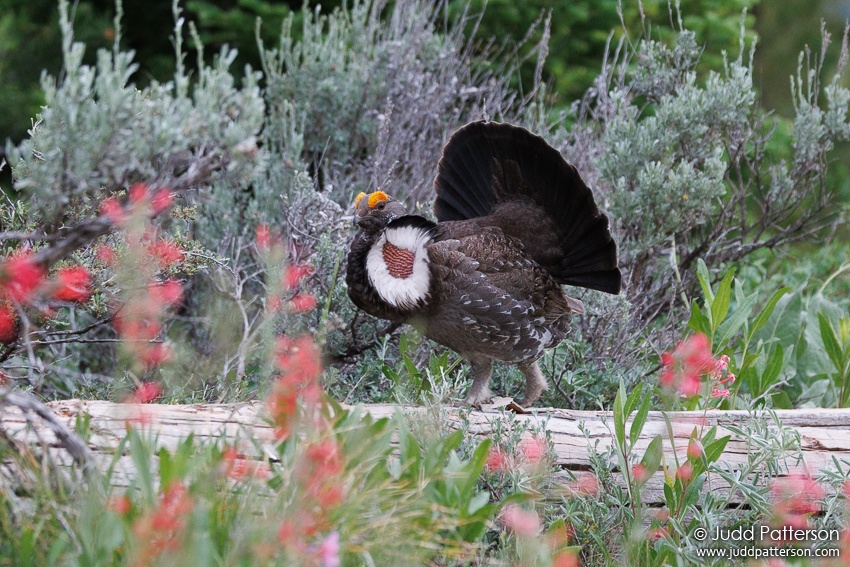 , Grand Teton National Park, Wyoming, United States