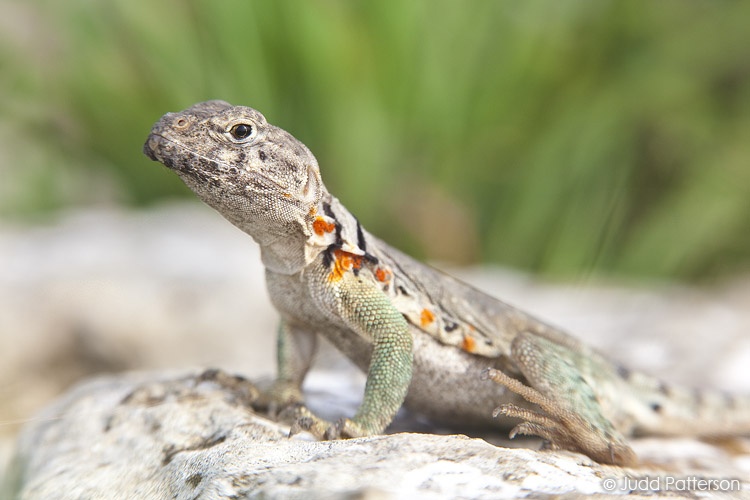 Eastern Collared Lizard, Tallgrass Prairie National Preserve, Kansas, United States