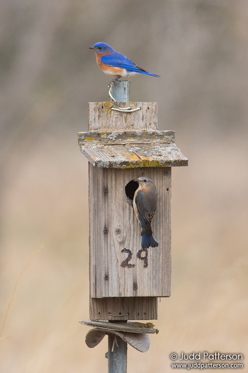 Eastern Bluebird, Saline County, Kansas, United States