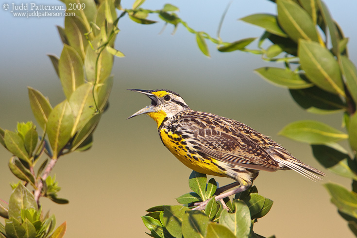 Eastern Meadowlark, Everglades National Park, Florida, United States