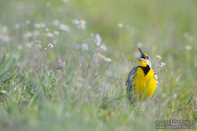 Eastern Meadowlark, Kissimmee Prairie Preserve State Park, Florida, United States