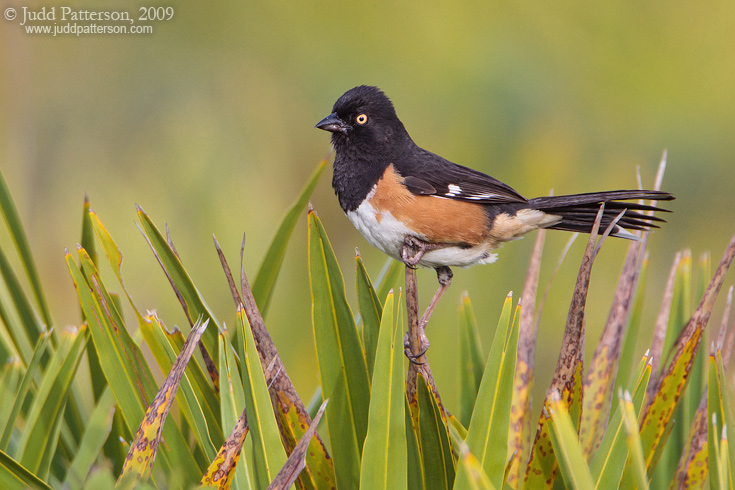 Eastern Towhee, Kissimmee Prairie Preserve State Park, Florida, United States