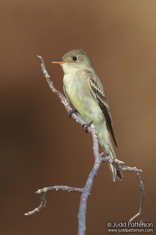 Eastern Wood-Pewee, Dry Tortugas National Park, Monroe County, Florida, United States