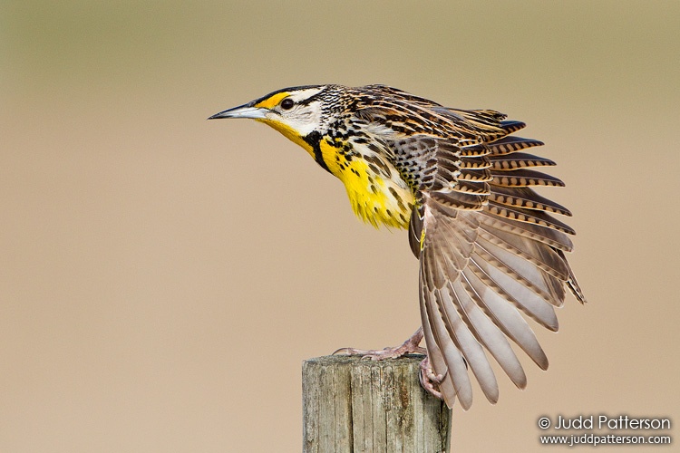 Eastern Meadowlark, Joe Overstreet Road, Florida, United States