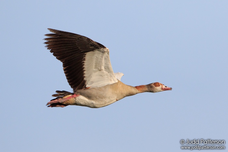 Egyptian Goose, Moremi National Park, Botswana