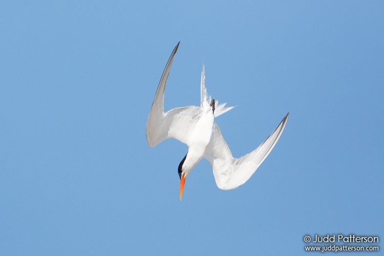 Elegant Tern, Bolsa Chica Ecological Reserve, Orange County, California, United States