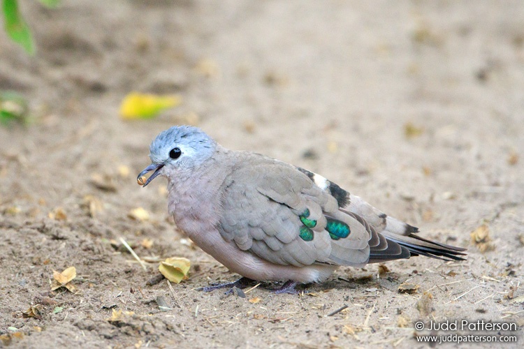 Emerald-spotted Wood-Dove, Khwai, Botswana