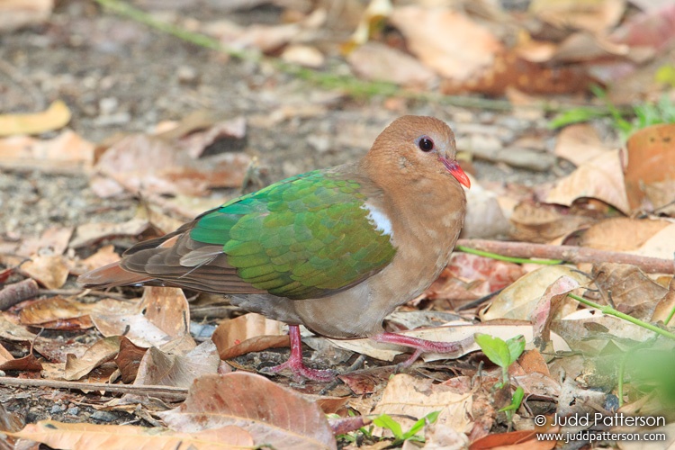 Emerald Dove, Kingfisher Park, Queensland, Australia