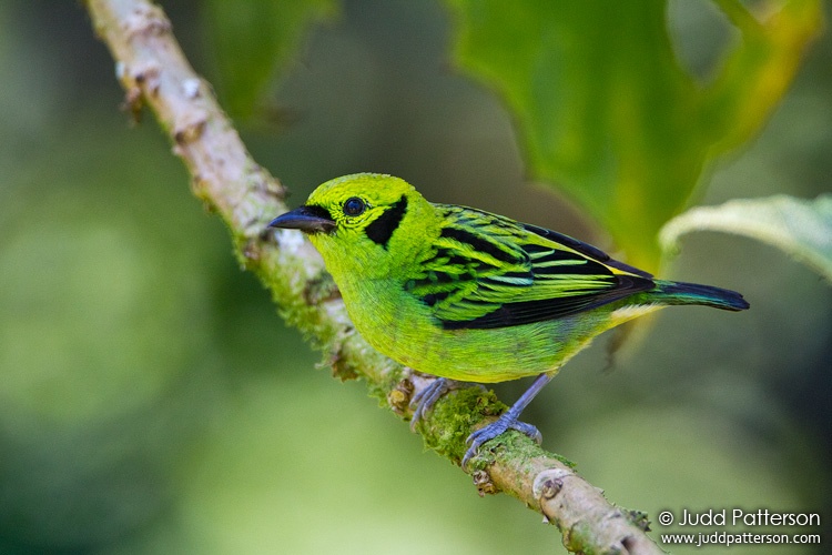 Emerald Tanager, Cerro Azul, Panama