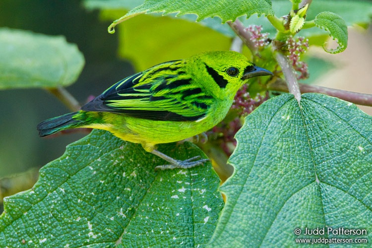 Emerald Tanager, Cerro Azul, Panama