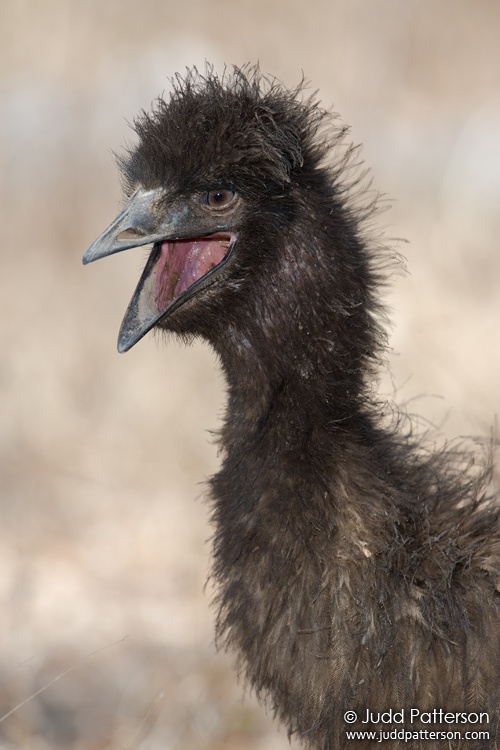 Emu, Mareeba Wetlands Nature Refuge, Queensland, Australia