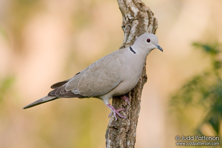 Eurasian Collared-Dove, Palm Beach County, Florida, United States