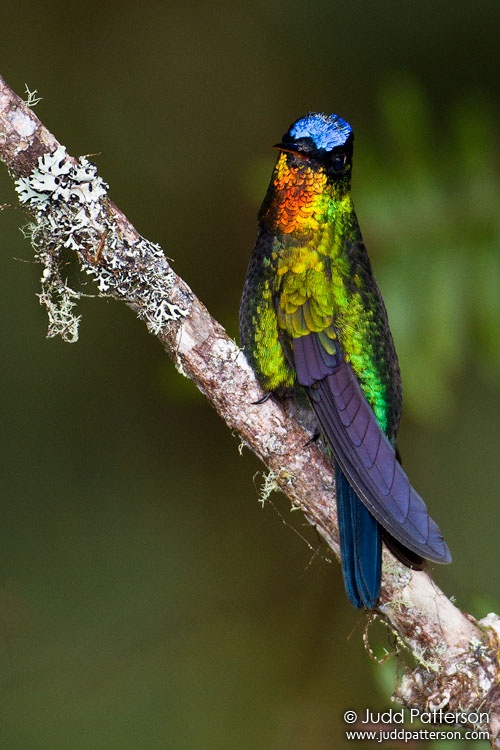 Fiery-throated Hummingbird, Mirador de Quetzales, Cartago, Costa Rica