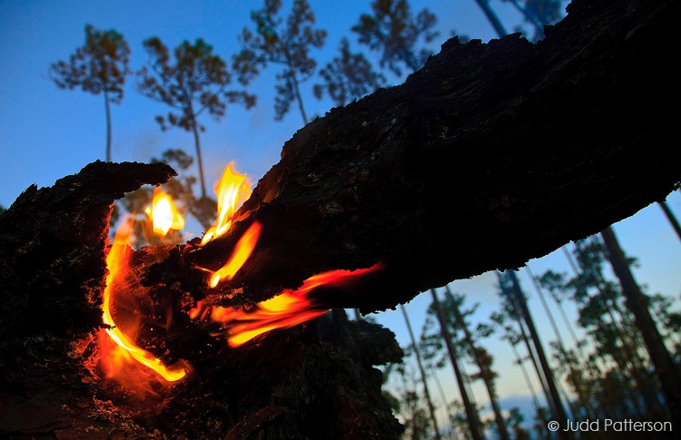 Pinelands on Fire, Everglades National Park, Florida, United States