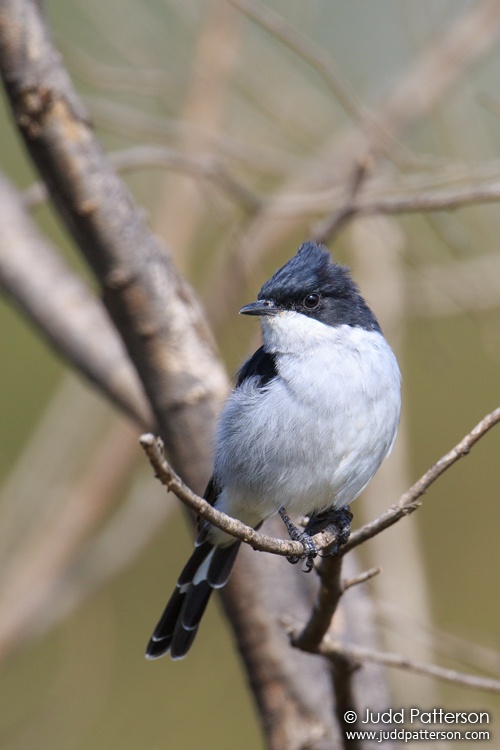 Fiscal Flycatcher, Rietvlei Nature Reserve, South Africa