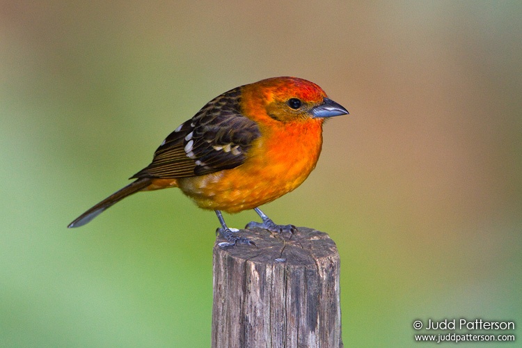 Flame-colored Tanager, Costa Rica