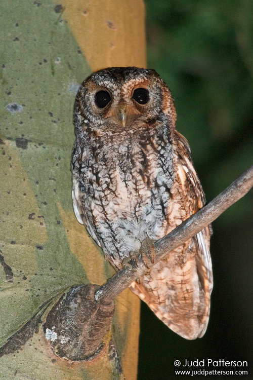 Flammulated Owl, Utah, United States