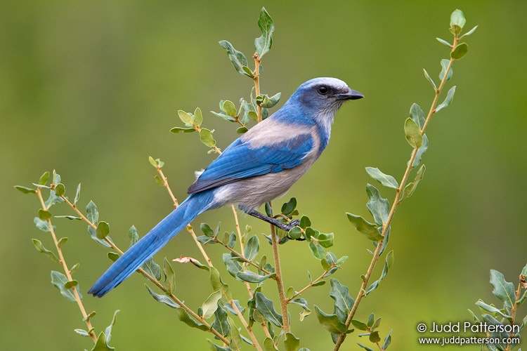 Florida Scrub-Jay, Brevard county, Florida, United States