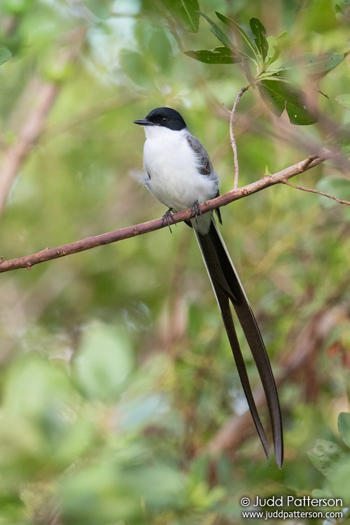 Fork-tailed Flycatcher, Miami-Dade County, Florida, United States