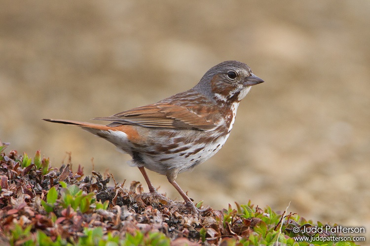 Fox Sparrow, Seward Peninsula, Nome, Alaska, United States