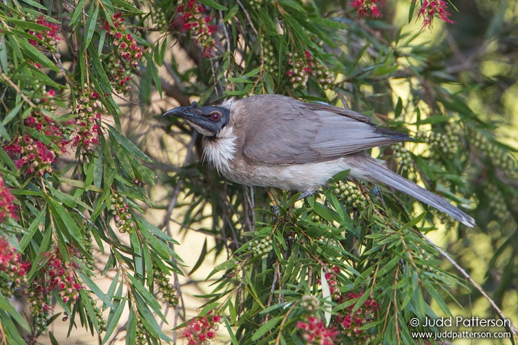 Noisy Friarbird, Capertee Valley, New South Wales, Australia