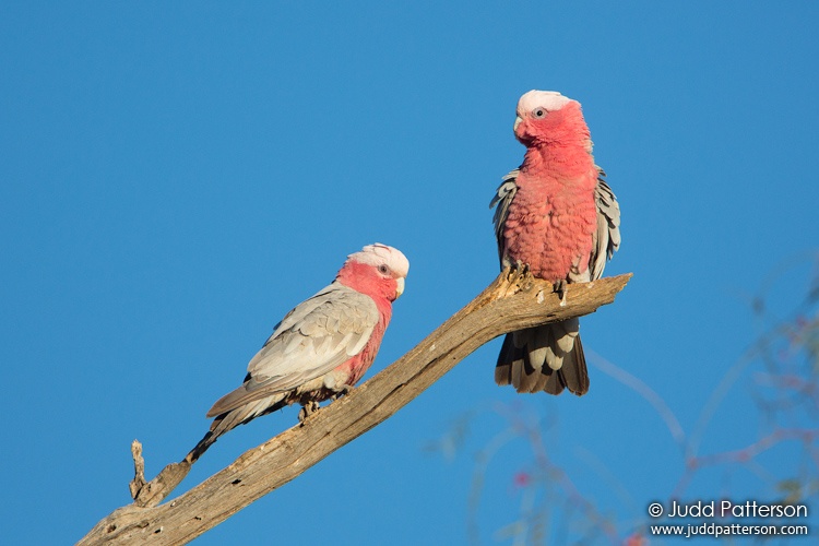 Galah, New South Wales, Australia