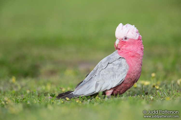 Galah, Victoria, Australia