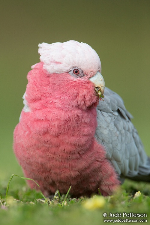 Galah, Victoria, Australia