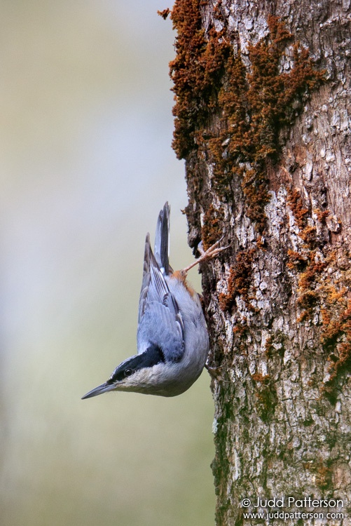 Giant Nuthatch, Doi Pha Hom Pok National Park, Thailand