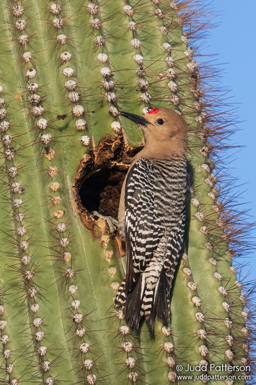 Gila Woodpecker, South Mountain Park, Arizona, United States