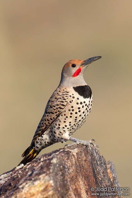 Gilded Flicker, South Mountain Park, Maricopa County, Arizona, United States