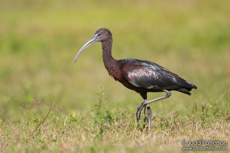 Glossy Ibis, West Delray Regional Park, Florida, United States