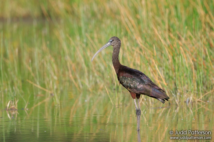 Glossy Ibis, Cutler Wetlands, Miami-Dade County, Florida, United States