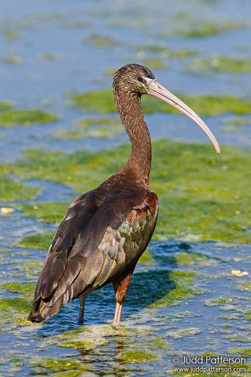 Glossy Ibis, Wakodahatchee Wetlands, Florida, United States