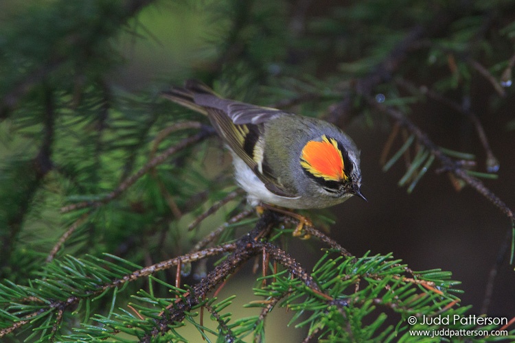 Golden-crowned Kinglet, Railroad Rd, Maine, United States