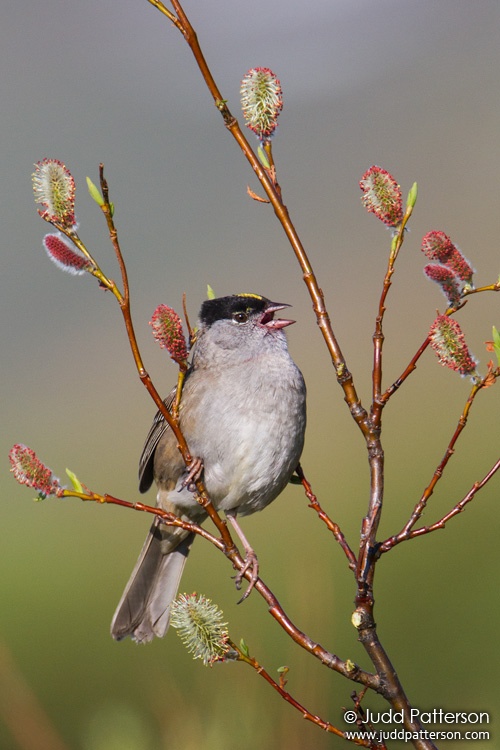 Golden-crowned Sparrow, Seward Peninsula, Nome, Alaska, United States