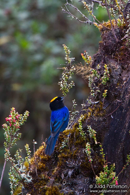 Golden-crowned Tanager, Cayambe-Coca Ecological Reserve, Ecuador