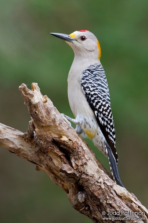Golden-fronted Woodpecker, Sabal Palm Sanctuary, Texas, United States