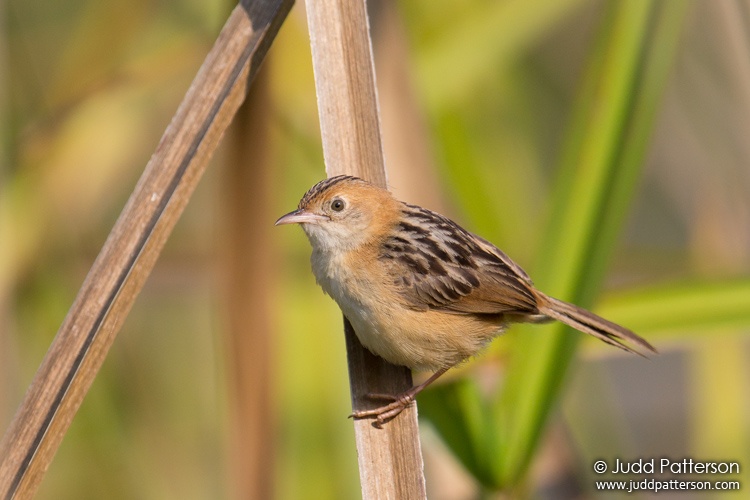 Golden-headed Cisticola, Mary River National Park, Northern Territory, Australia