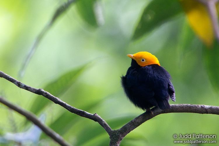 Golden-headed Manakin, Asa Wright Nature Center, Trinidad, Trinidad and Tobago