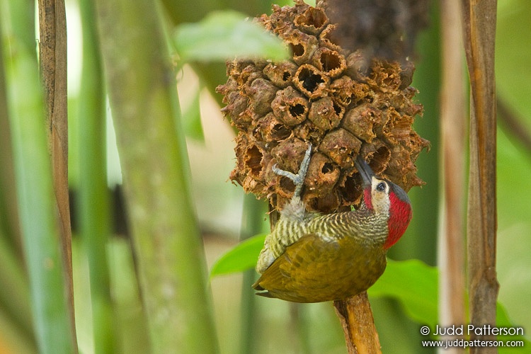 Golden-olive Woodpecker, Asa Wright Nature Center, Trinidad, Trinidad and Tobago