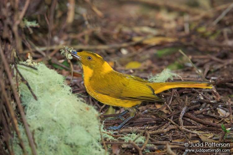 Golden Bowerbird, Mount Hypipamee National Park, Queensland, Australia